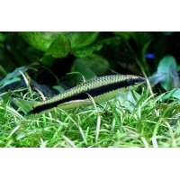 Crossocheilus Siamensis 4-5cm Crossocheilus Siamensis 4-5cm